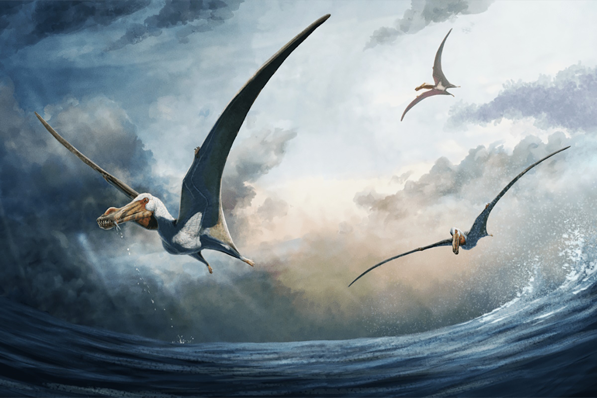 pterosauro nuova specie australia