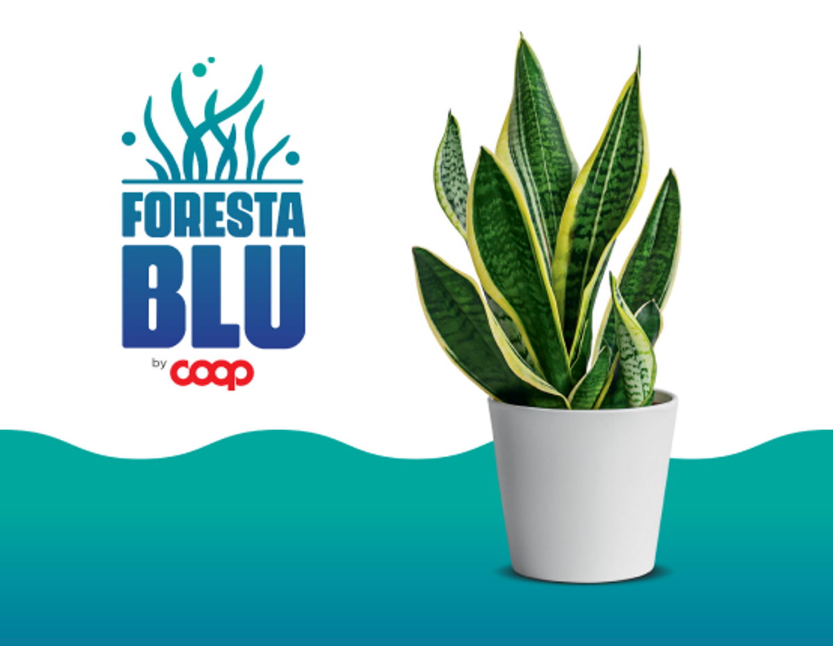 sansevieria coop