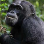 scimpanzè automedicazione con piante medicinali
