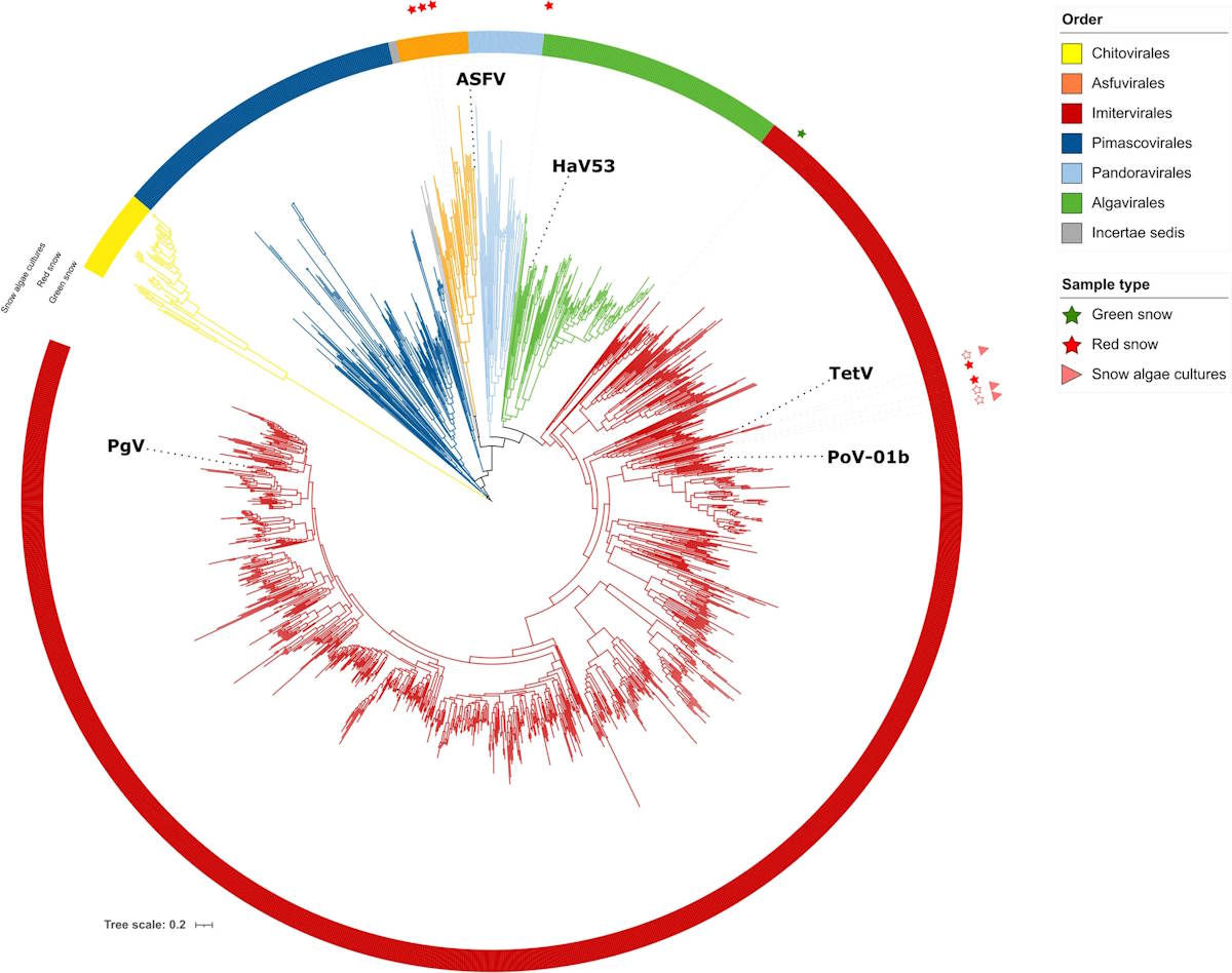 virus giganti ghiacci groenlandia