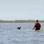 delfini salvataggio