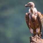 Avvoltoi_India_estinzione