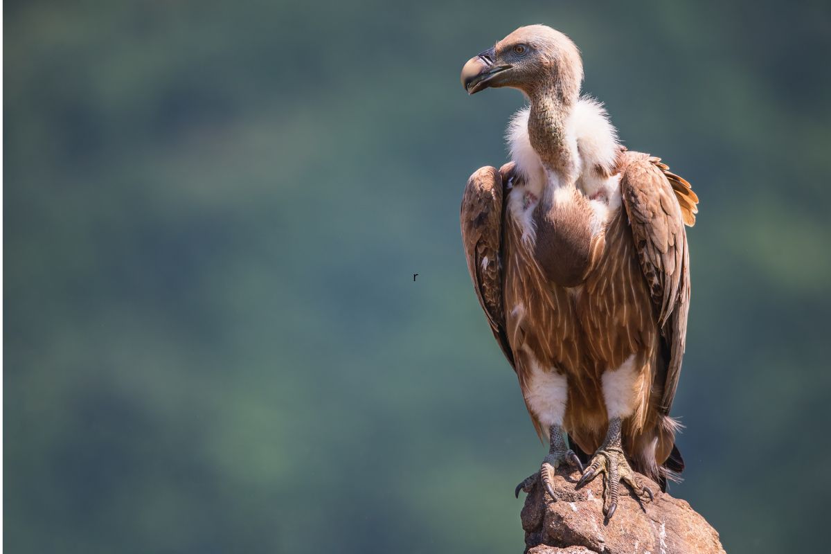 Avvoltoi_India_estinzione