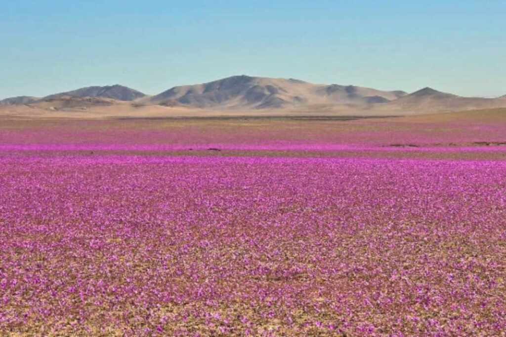 Deserto fiorito