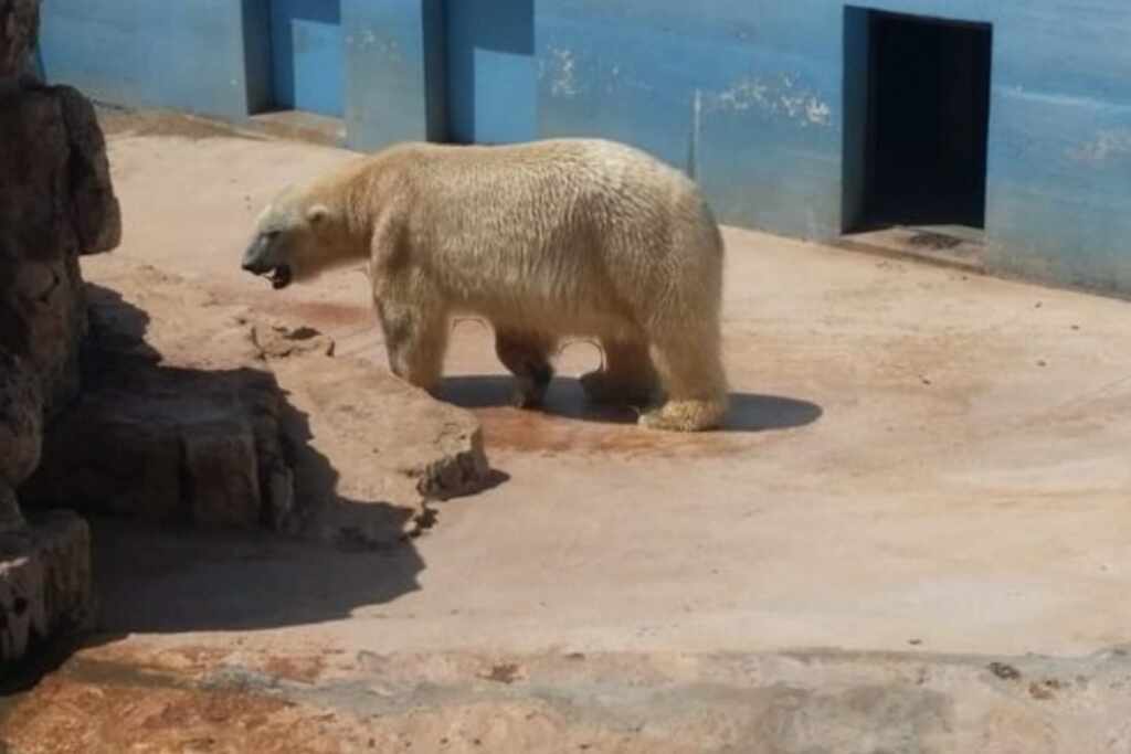 Fasano orso polare