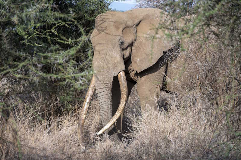 elefanti Amboseli