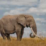 elefante tusker Amboseli