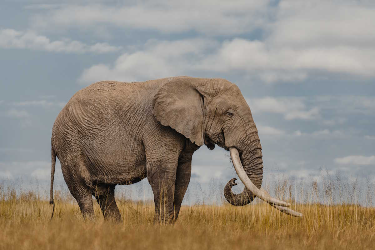 elefante tusker Amboseli