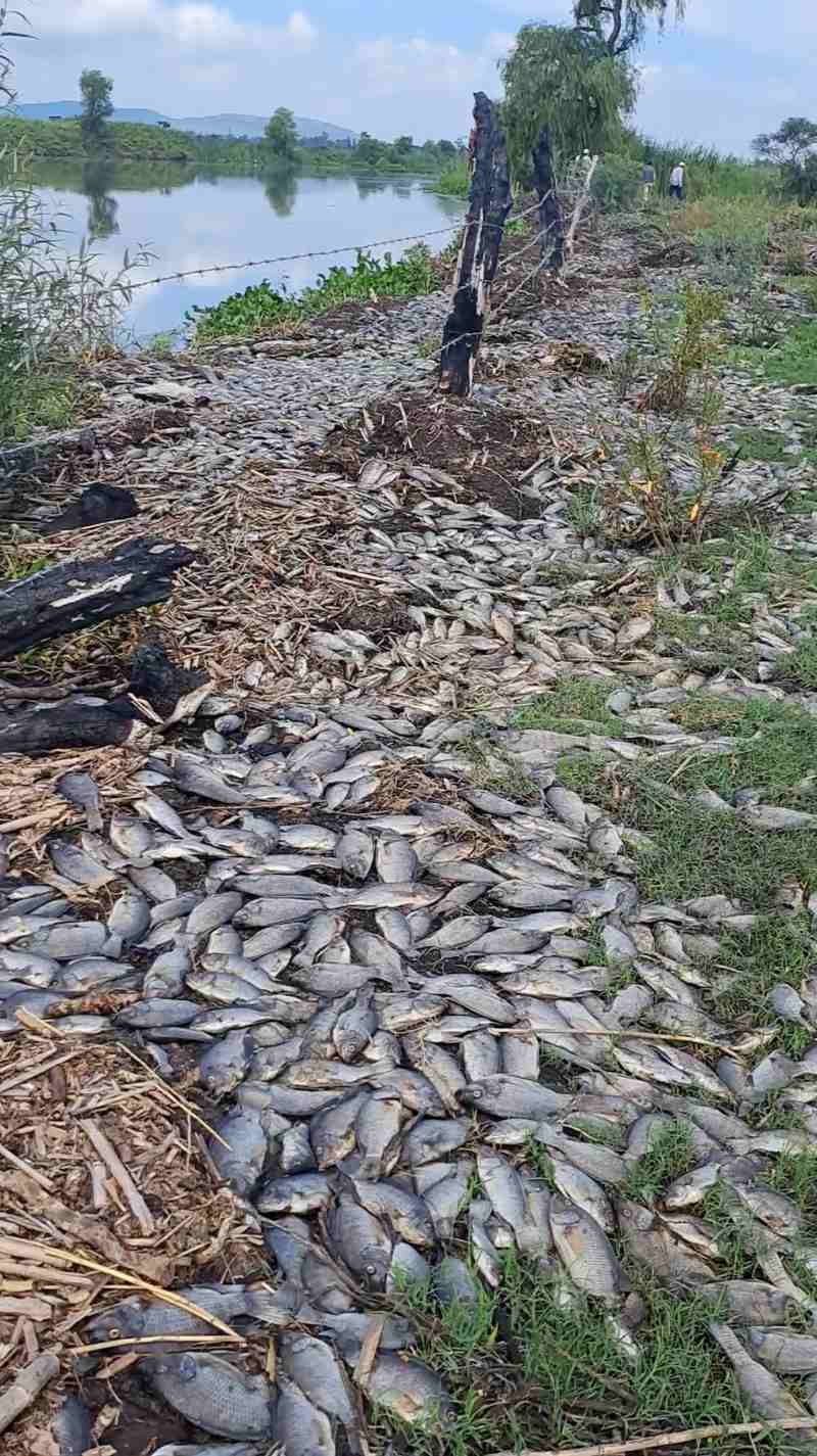 Moria pesci fiume Santiago 2
