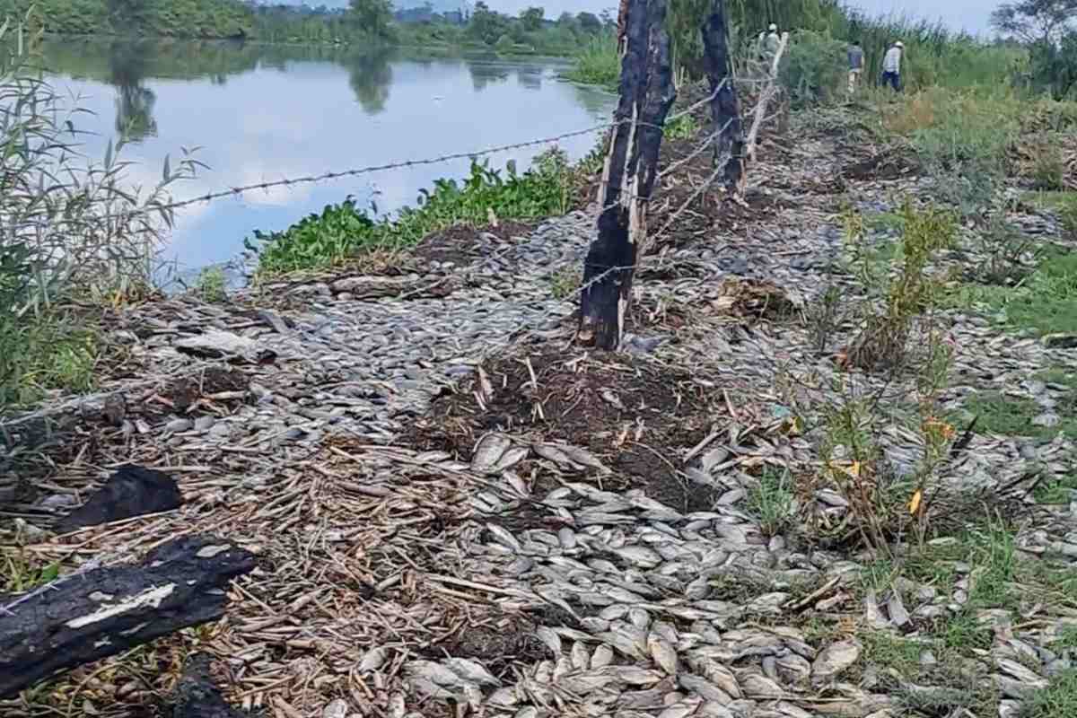 Matanzas molestas de peces en el río Santiago de México: te muestro los efectos masivos de la contaminación