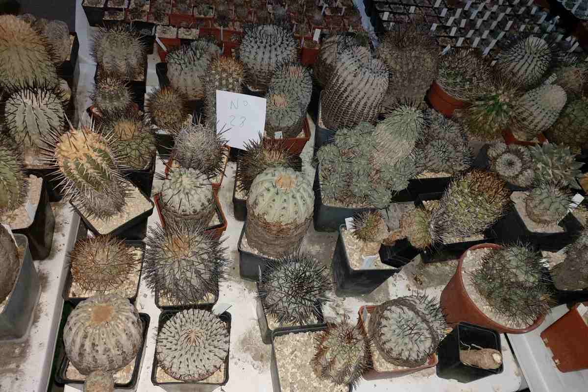 Traffico illegale cactus