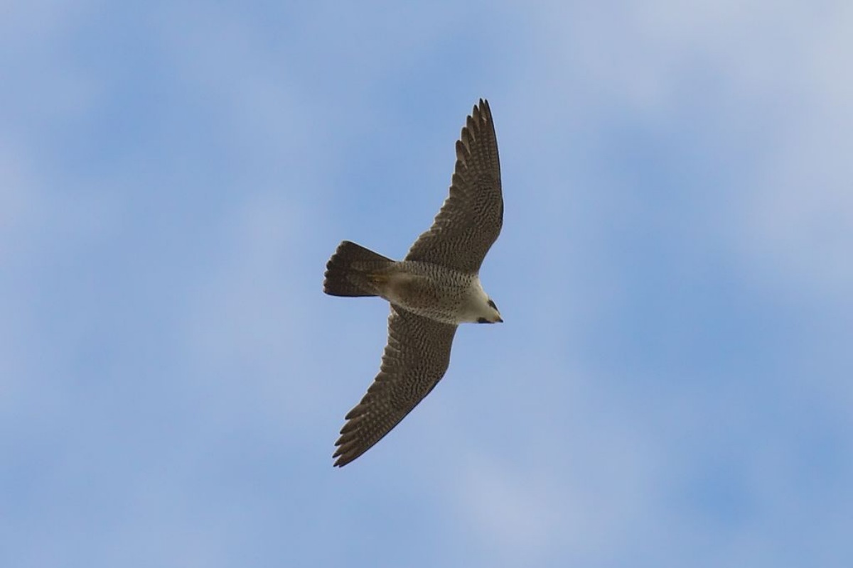 Uccello più veloce