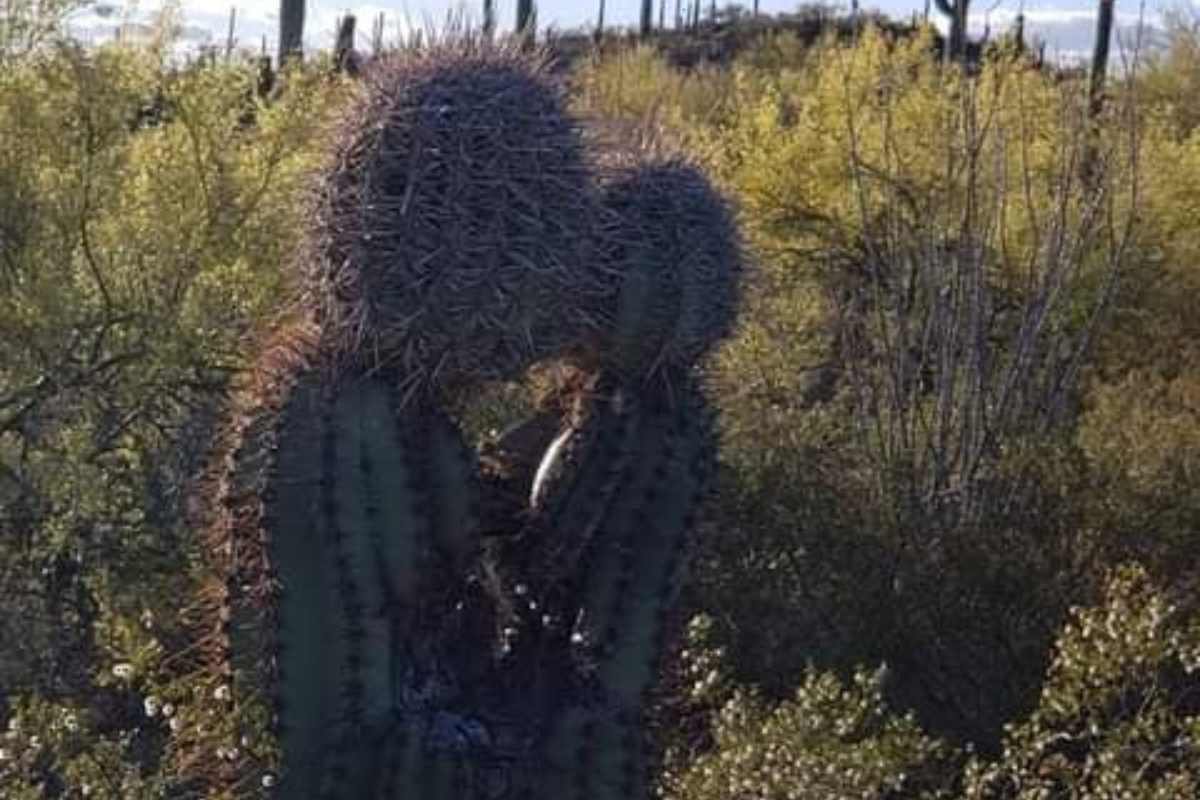 cactus che si baciano (1)