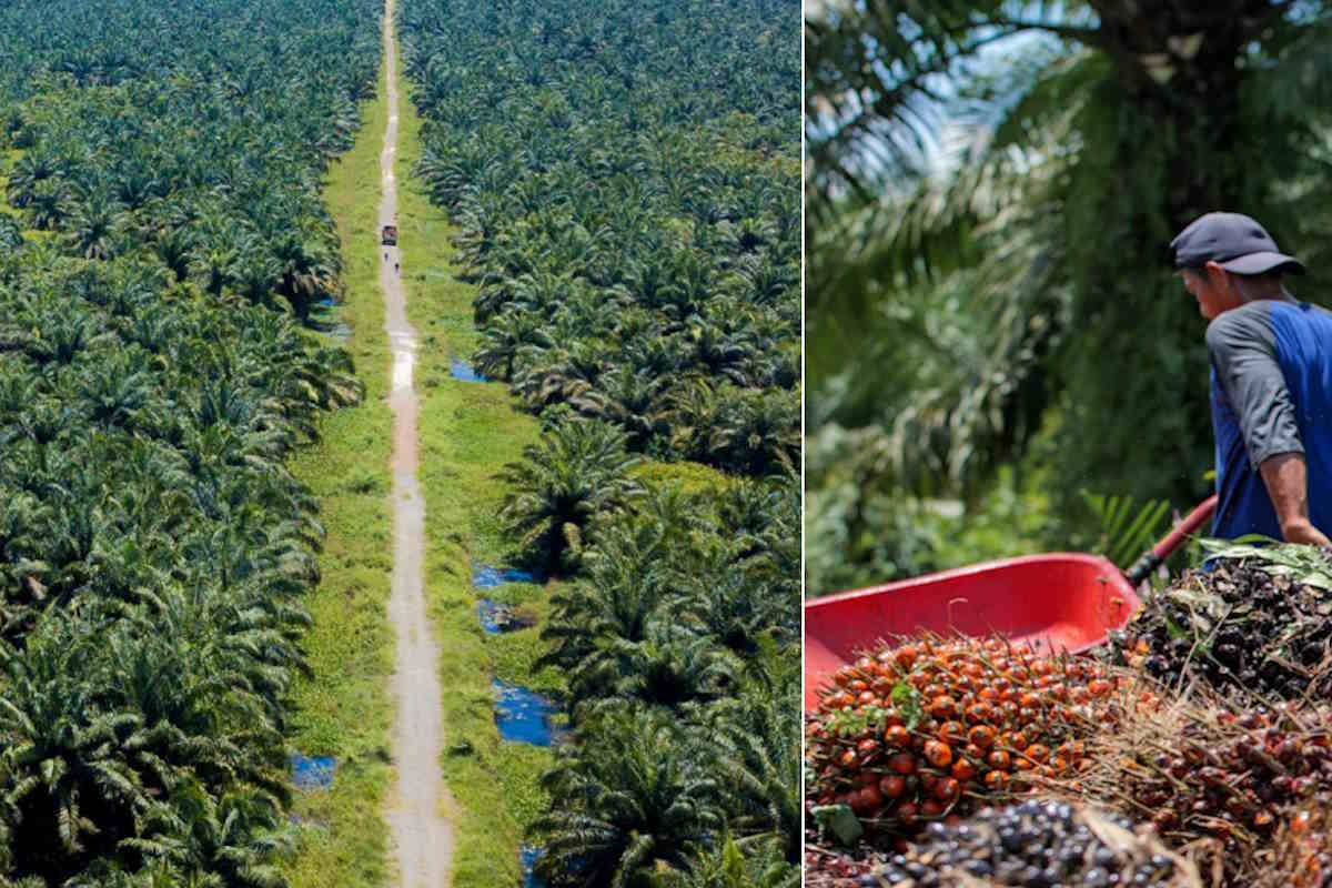 campi_olio palma