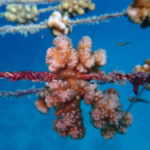 vivai coralli