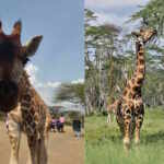 giraffe Kenya