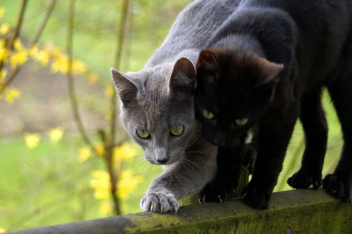 granuloma eosinofilico gatto