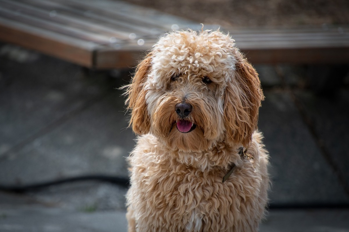 labradoodle