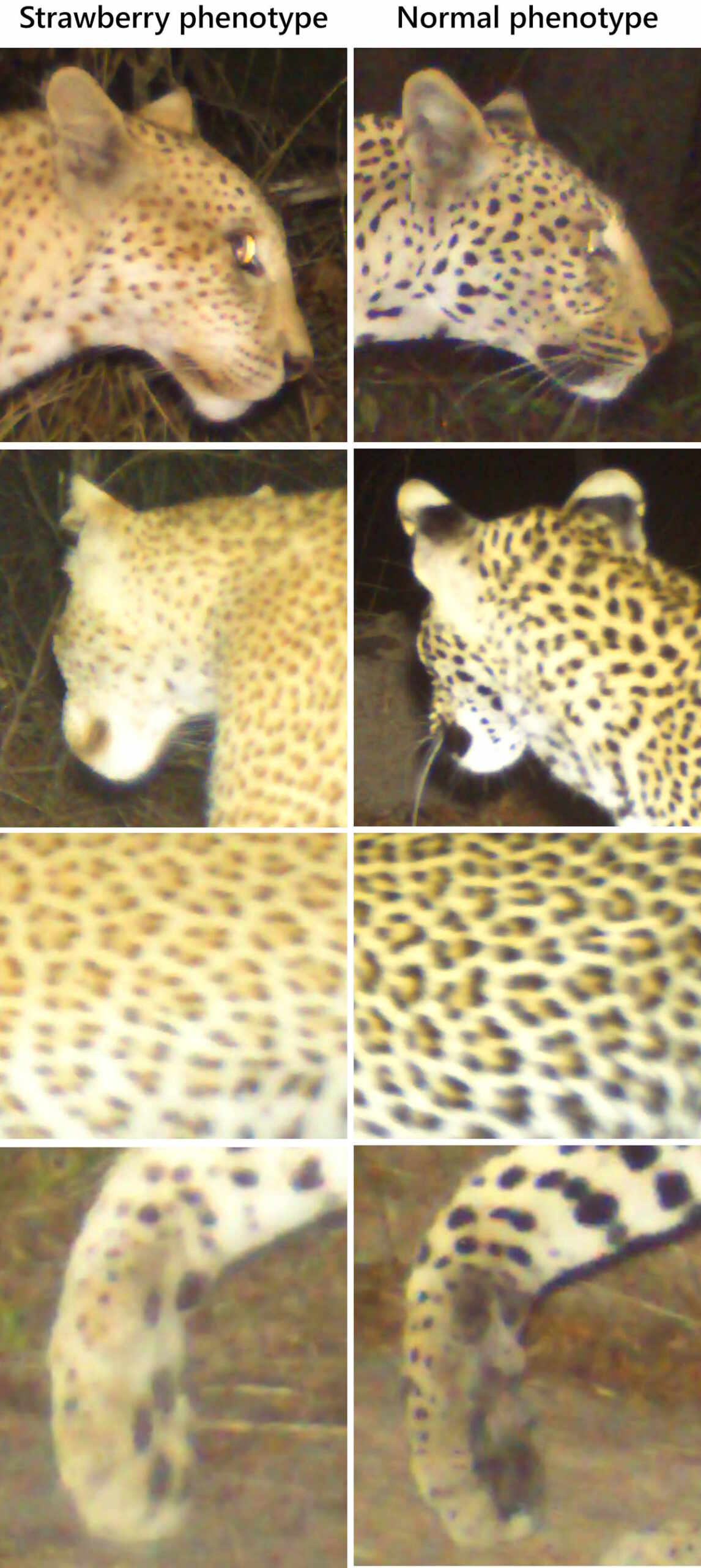 leopardo fragola tanzania