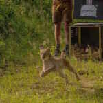 lince liberata Sassonia