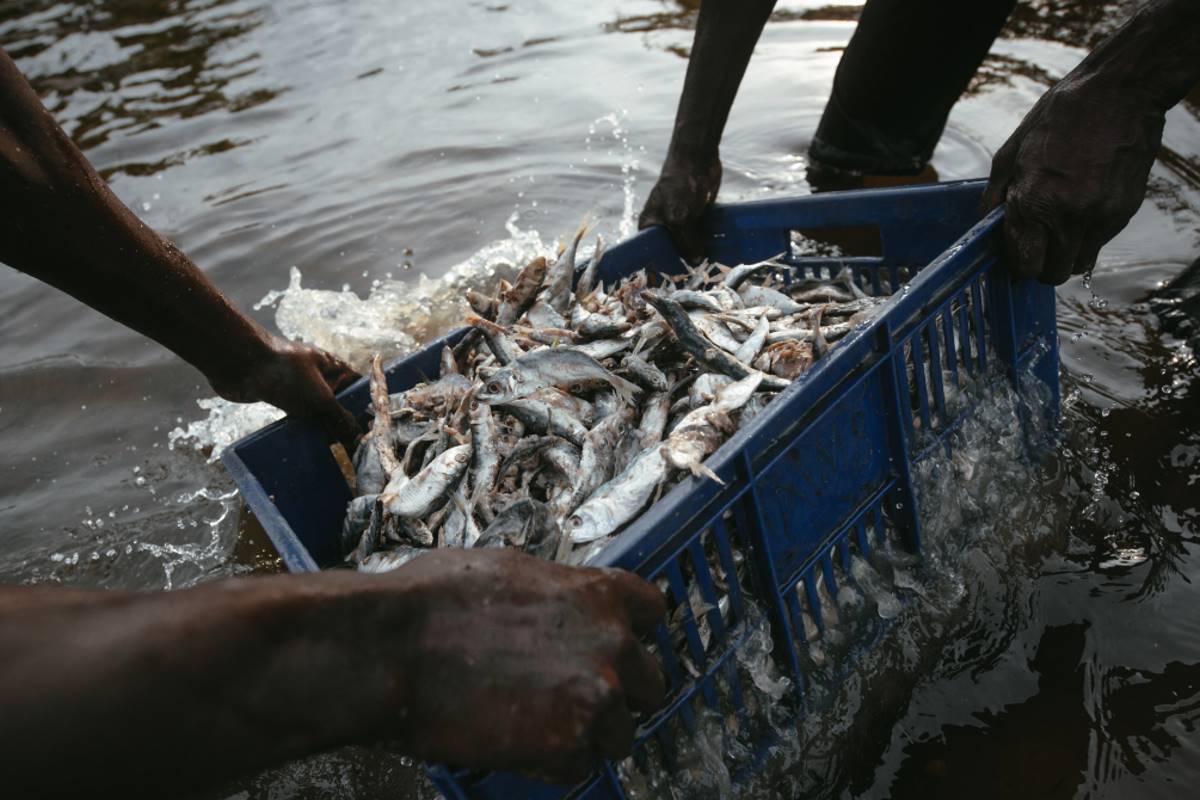 Per la prima volta nella storia, alleviamo più pesce di quanto ne ...