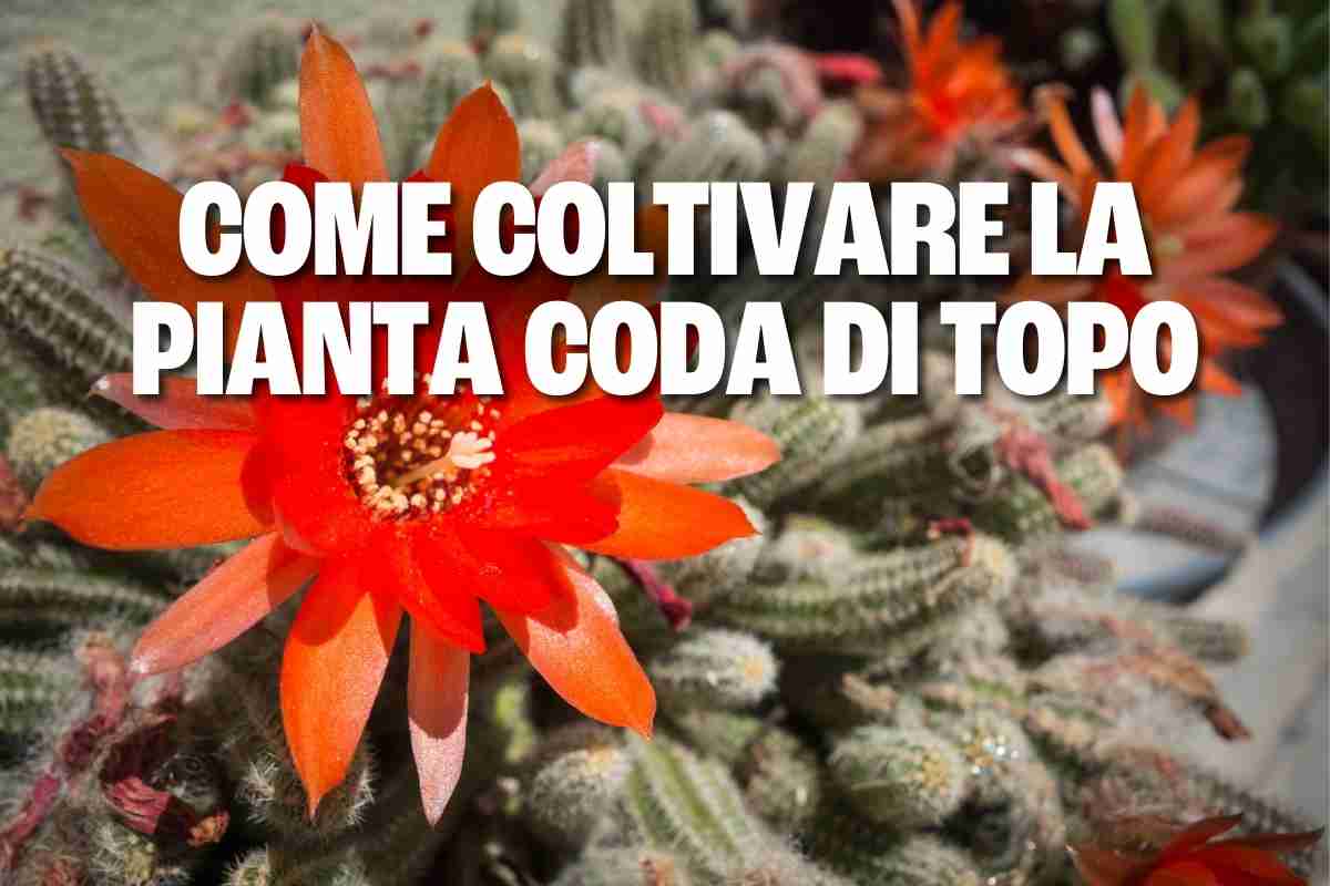 pianta coda di topo