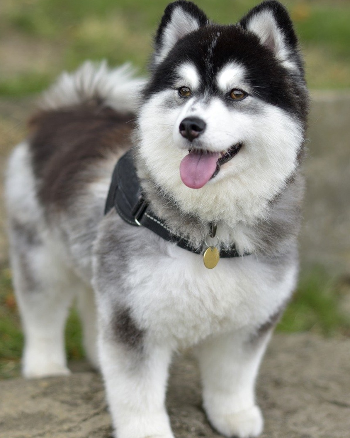 pomsky