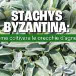 stachys_Bizantina