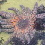 stella marina girasole
