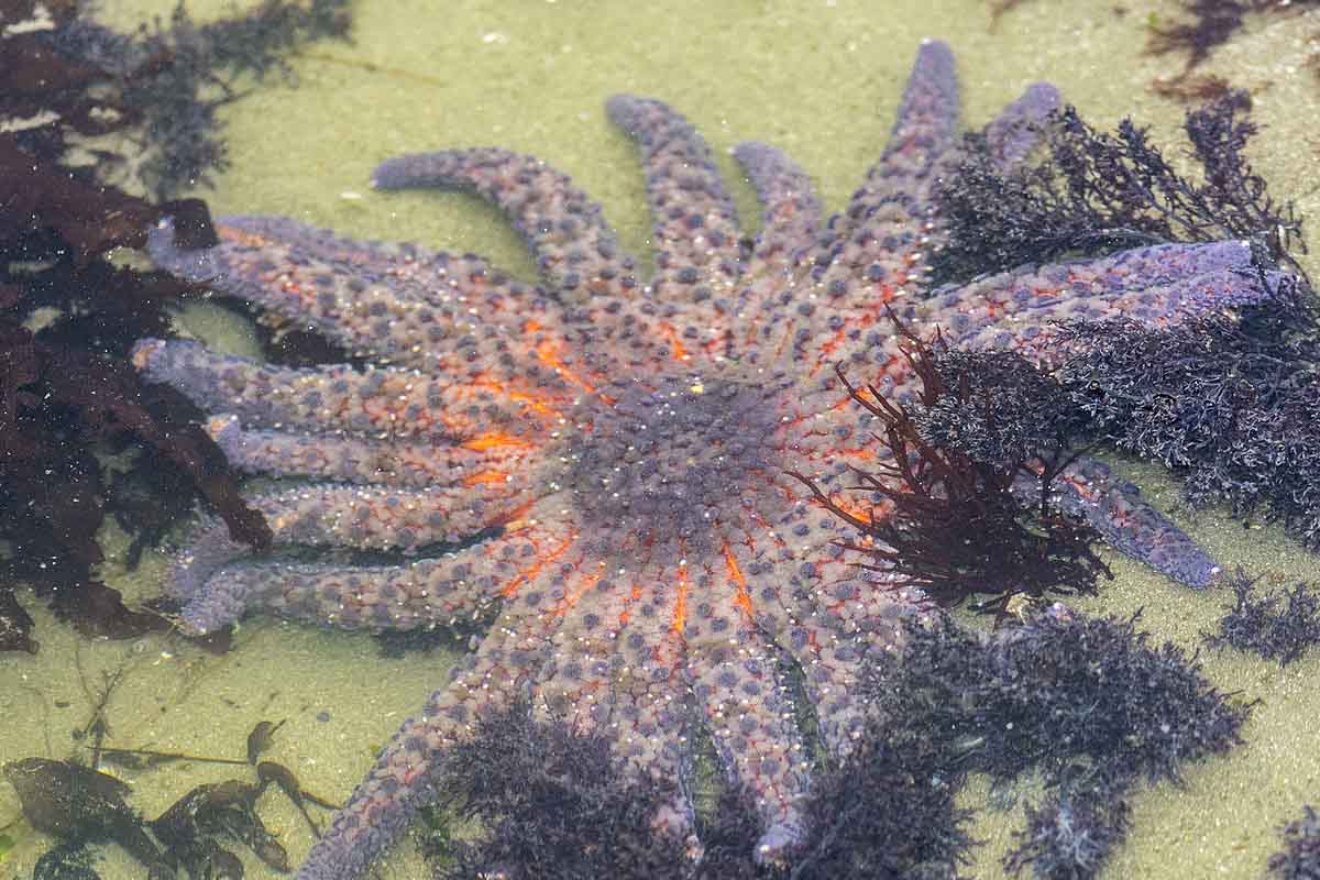 stella marina girasole
