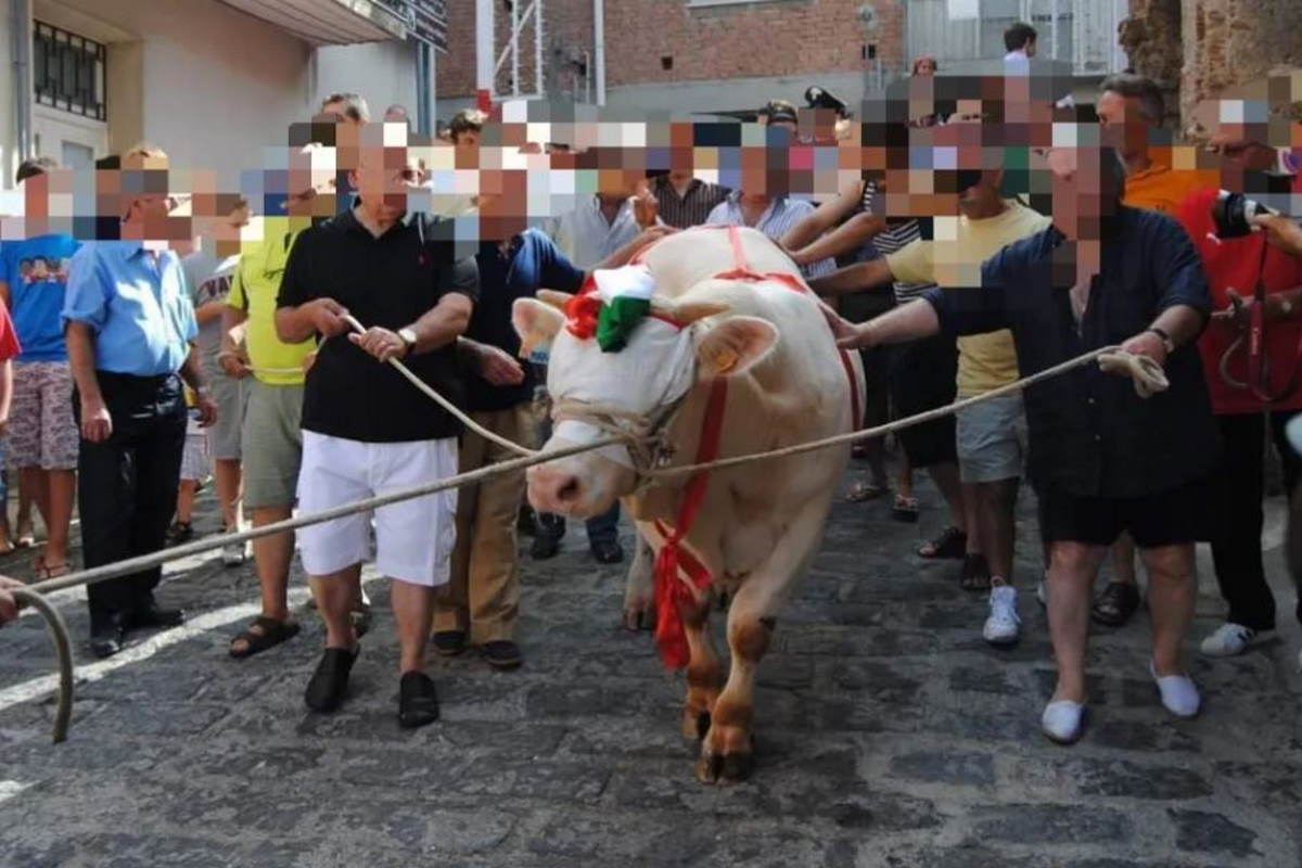 processione vitello roccavaldina