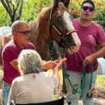 Cavallo desiderio