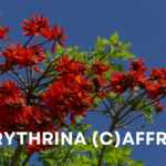 Erythrina caffra