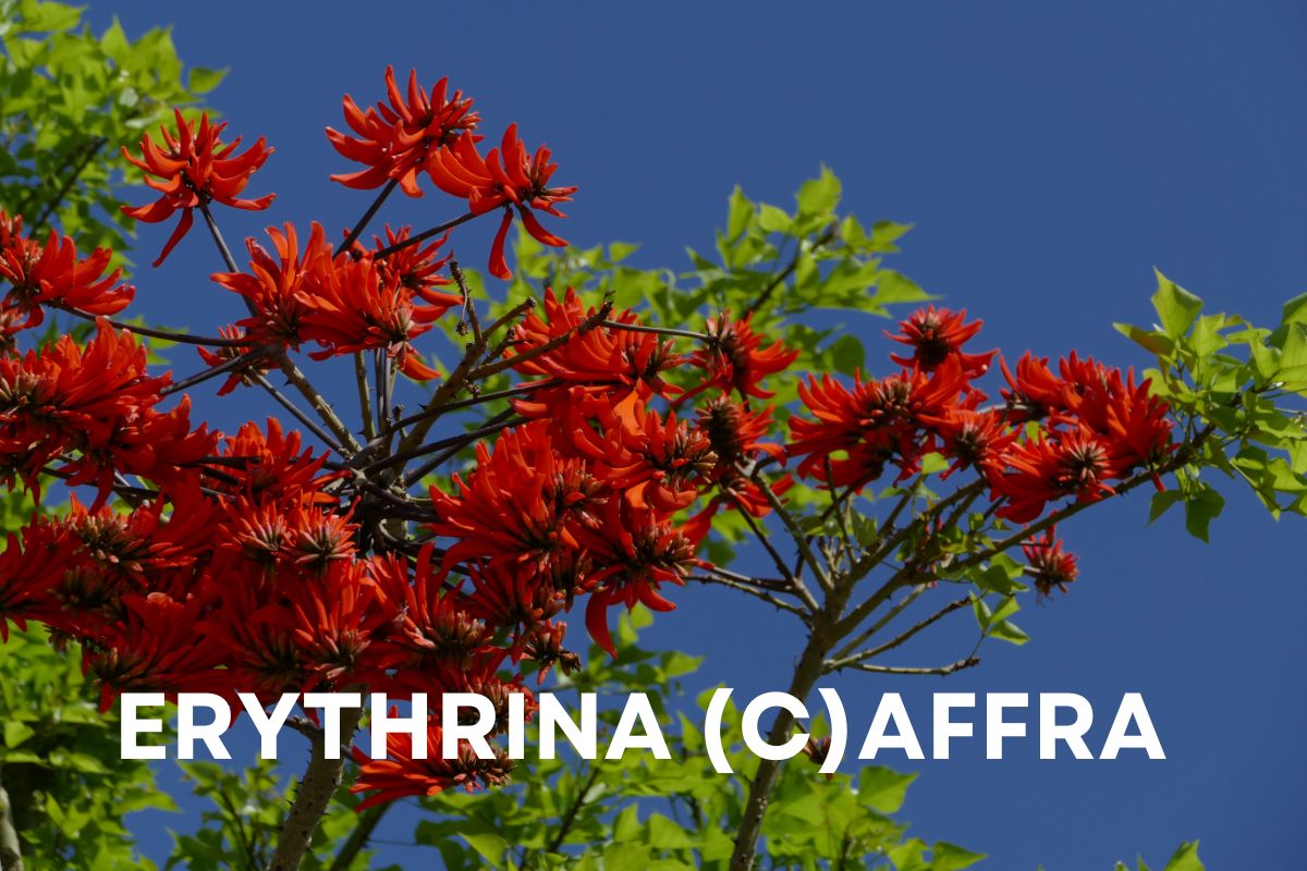 Erythrina caffra