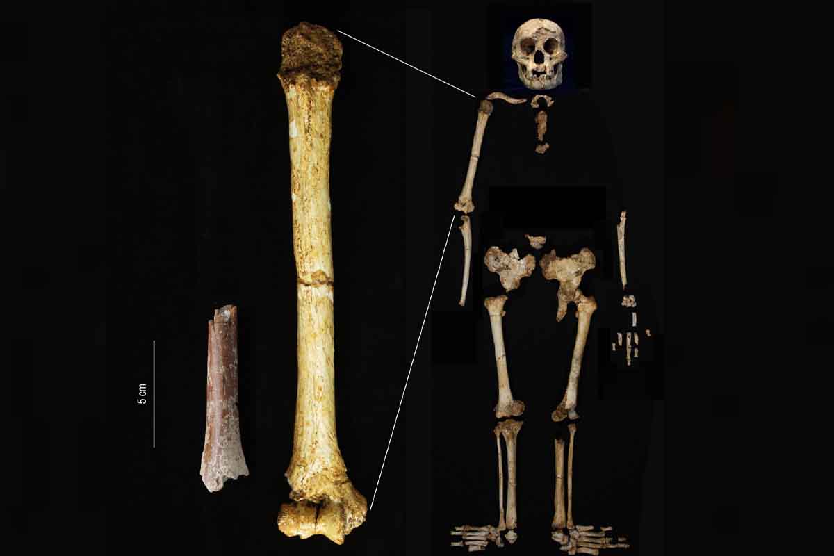 Frammento dell'omero di Mata Menge della stessa scala dell'omero di Homo floresiensis di Liang Bua