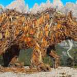 Orso Trentino