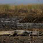 Pantanal incendi