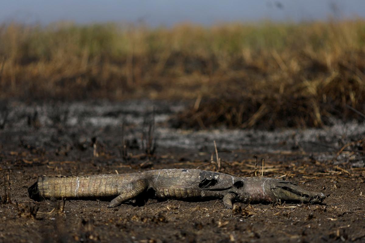 Pantanal incendi