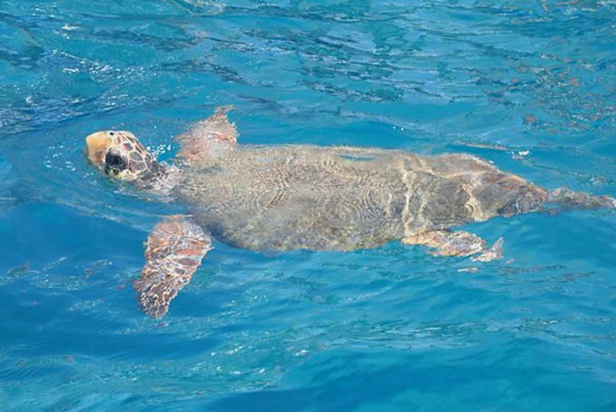 caretta caretta