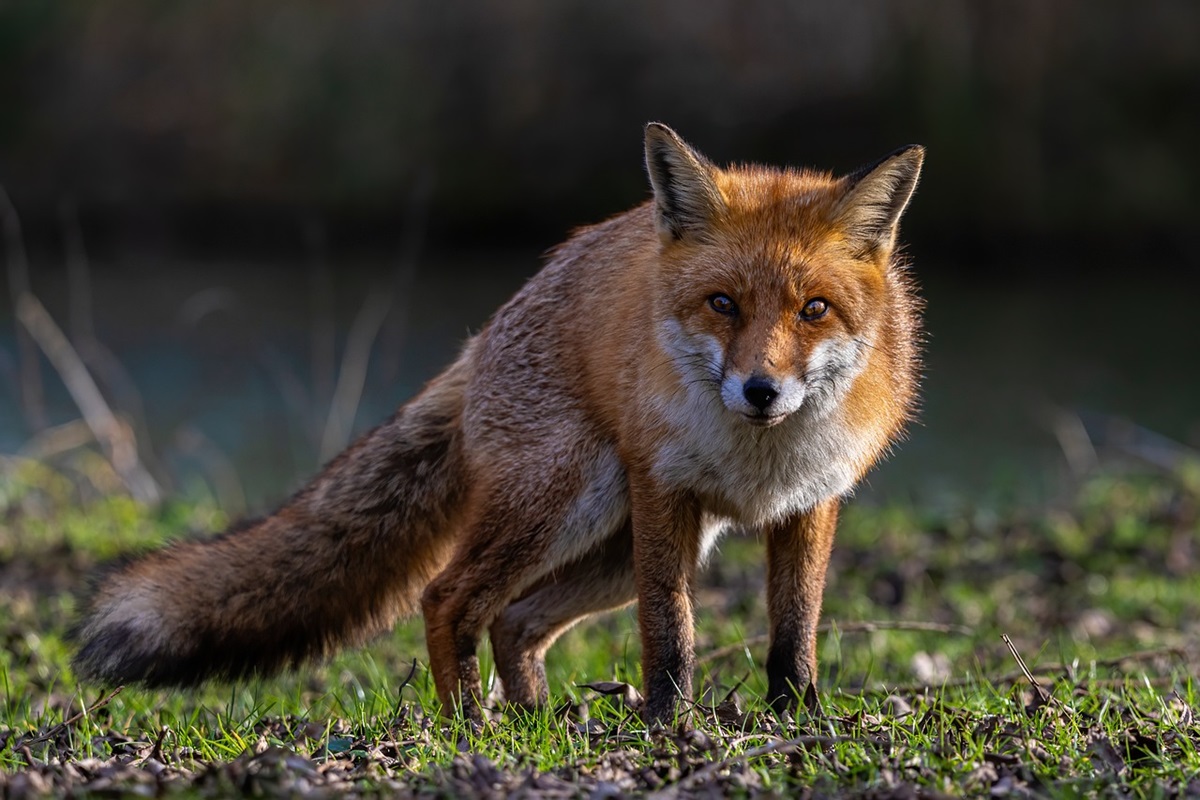 animali selvatici dare da mangiare, volpe