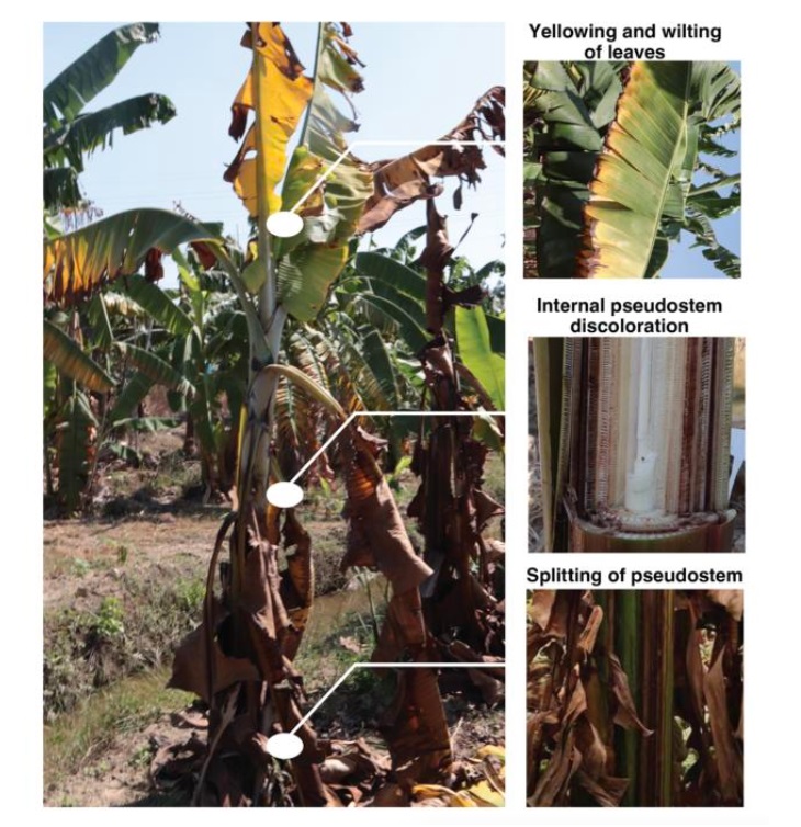 banana fusarium malattia