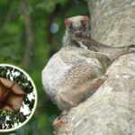 colugo