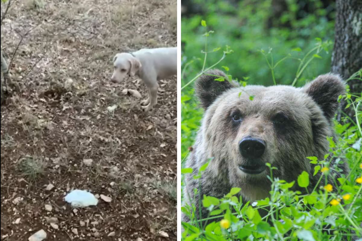 esche avvelenate orsi abruzzo