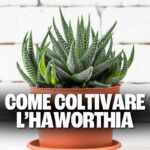 haworthia