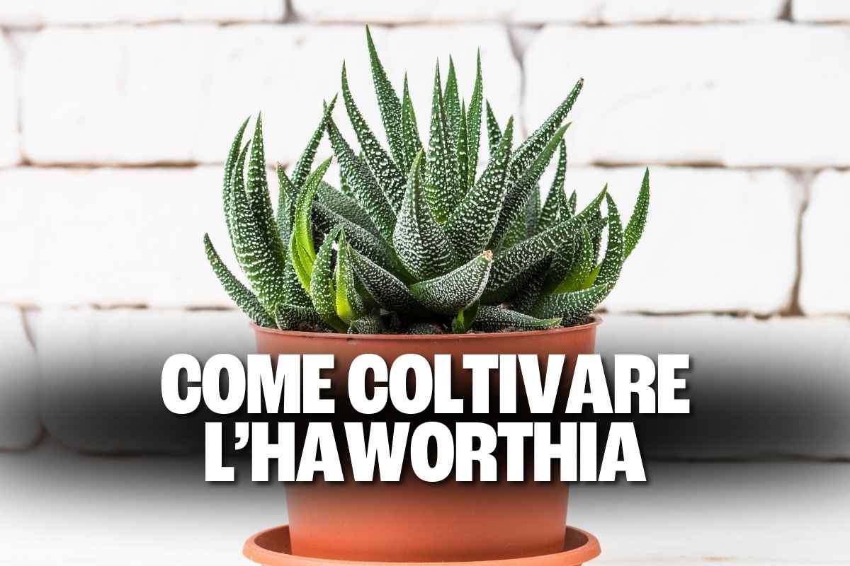 haworthia