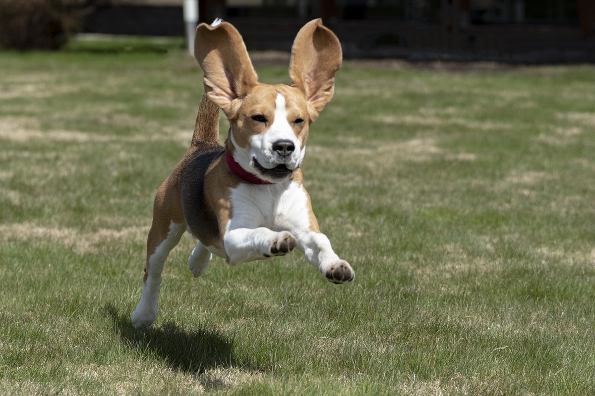 malattie beagle