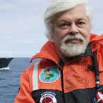 paul watson