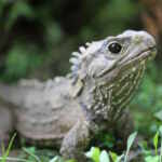 tuatara