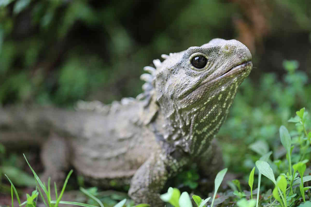 tuatara