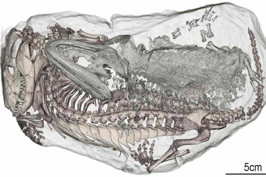 Anfibio e mammifero insieme